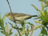 Willow Warbler at Canvey Wick (Steve Arlow) (38669 bytes) Willow Warbler at Canvey Wick (Steve Arlow) (38669 bytes)